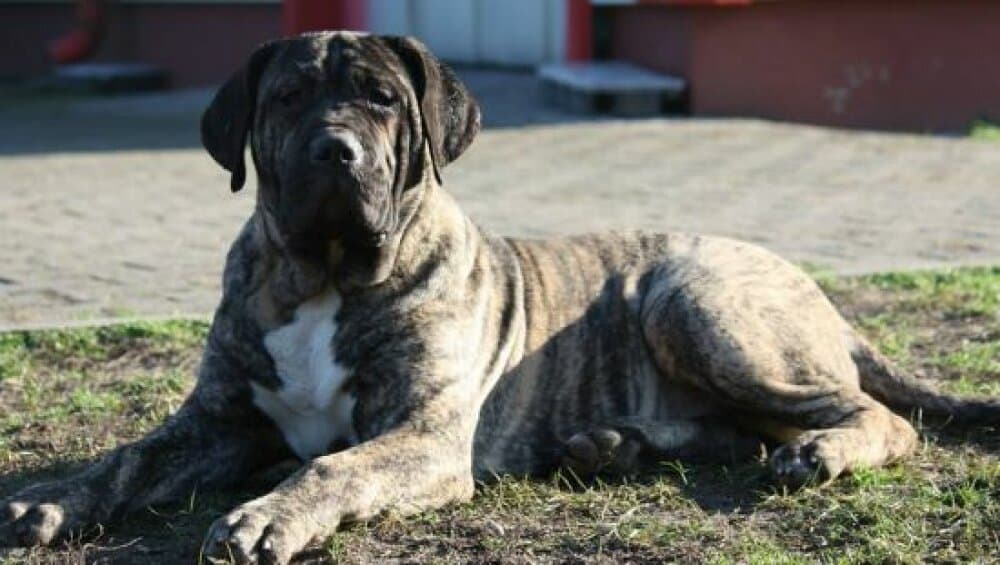 BOSS BULL CANARIO RAYA 1