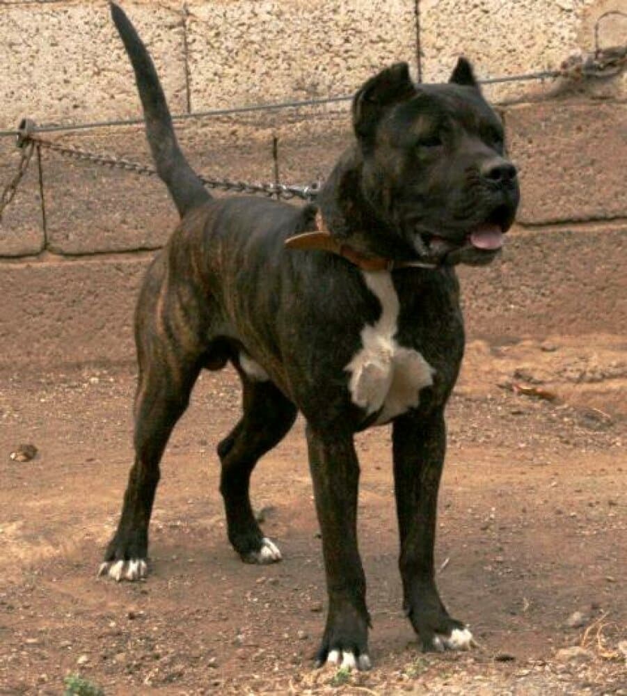 RAID DE PERRO DE LA TIERRA 1