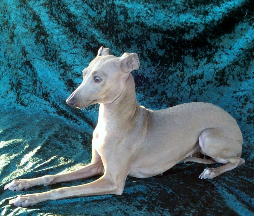 Tunamara Shimmer Of Silver 1