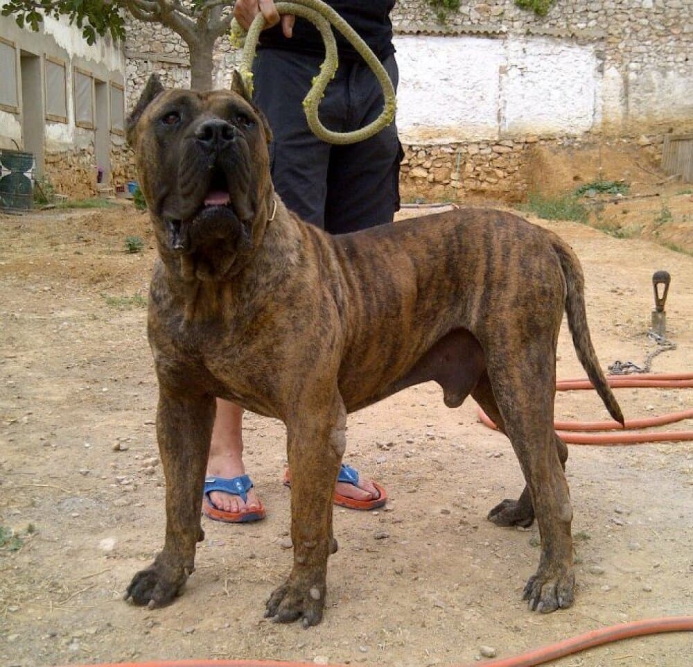 SALVATORE SANZO DE FENCING DOGS 1