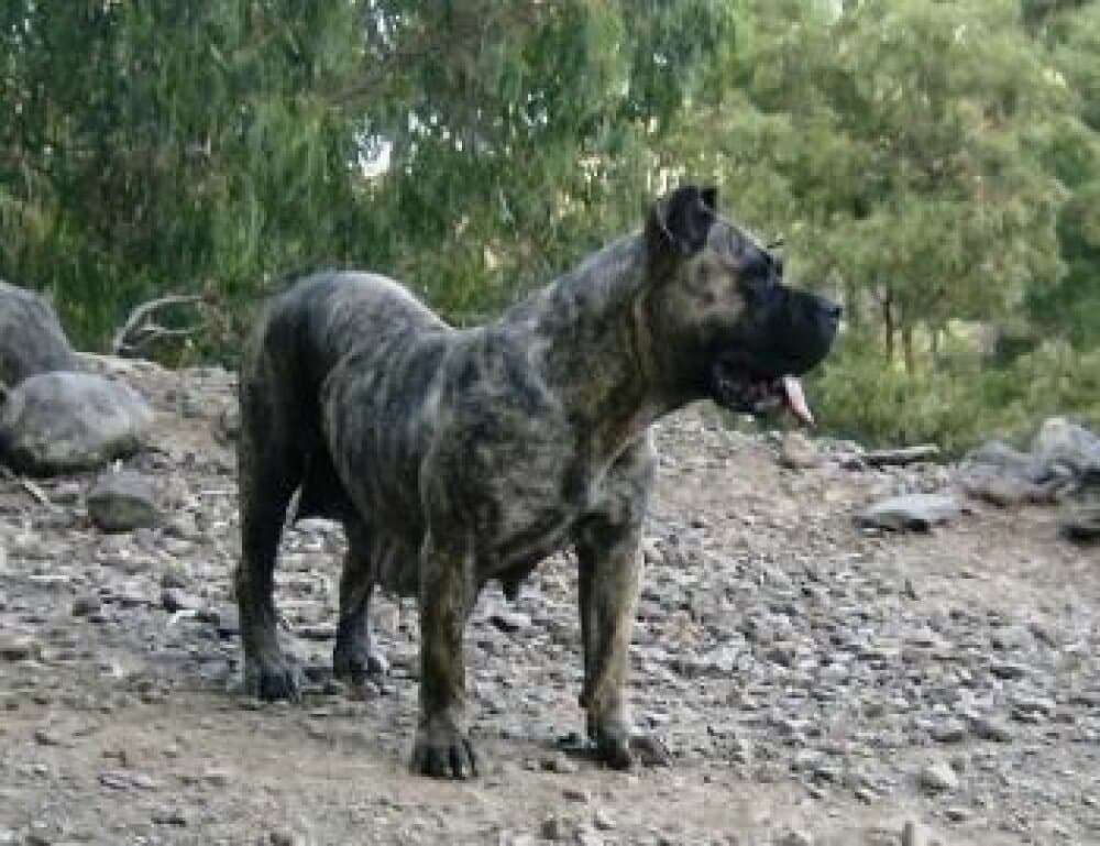ARAYA DE LA ISLA DE LOS VOLCANES 1