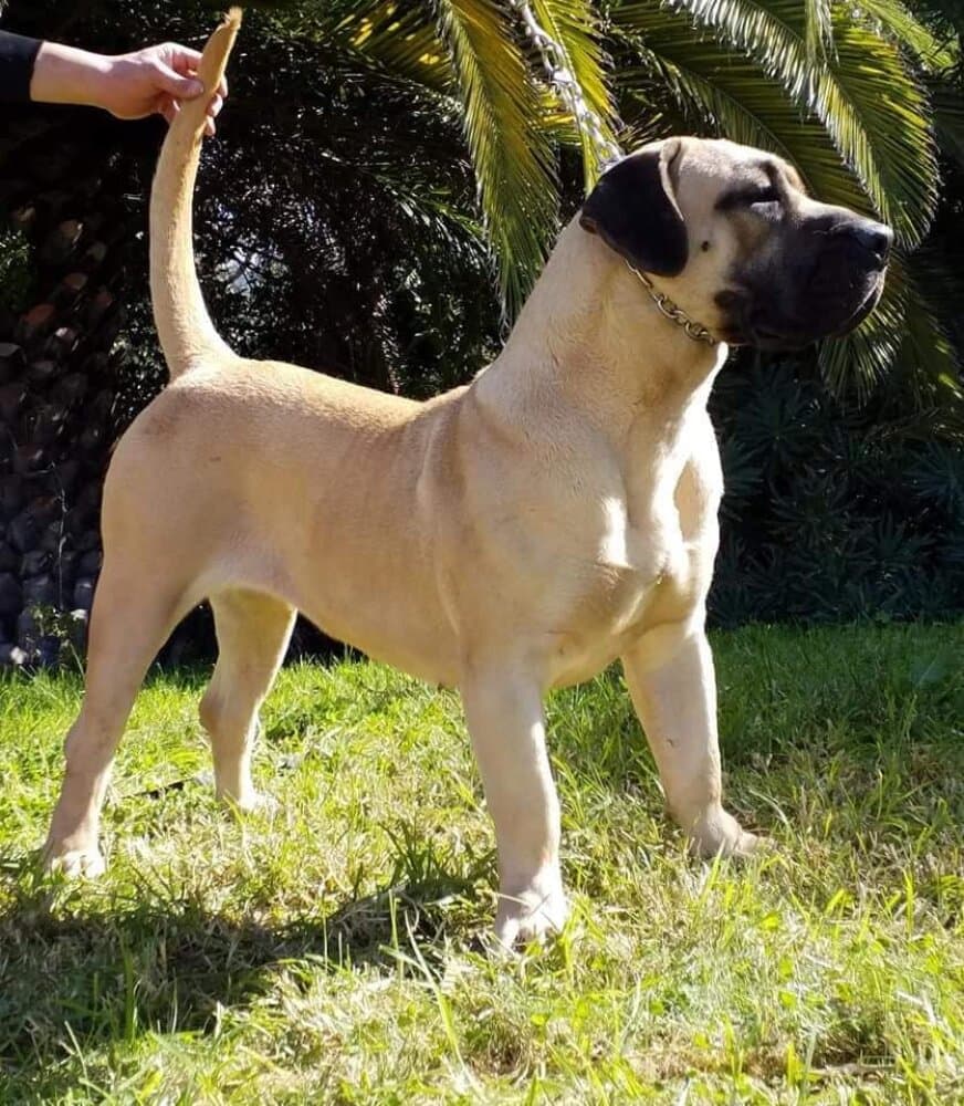CHAXIRAXI DE CRISDOCO 1