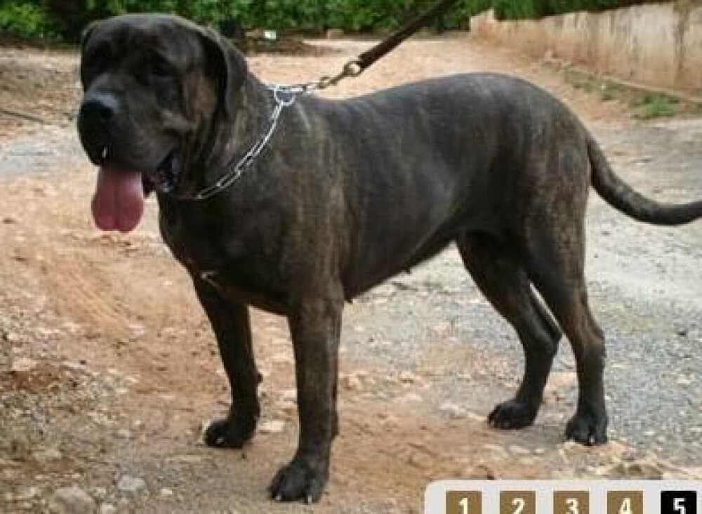 WANDA DE DOG REAL 1