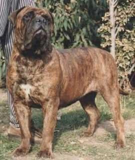 JOBULL'S FANSI FANI