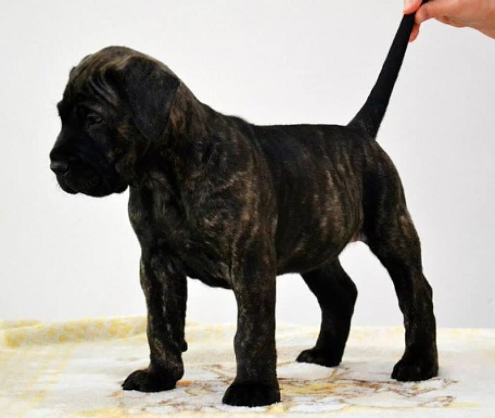 KORBA CABALLERO CANARIO 1