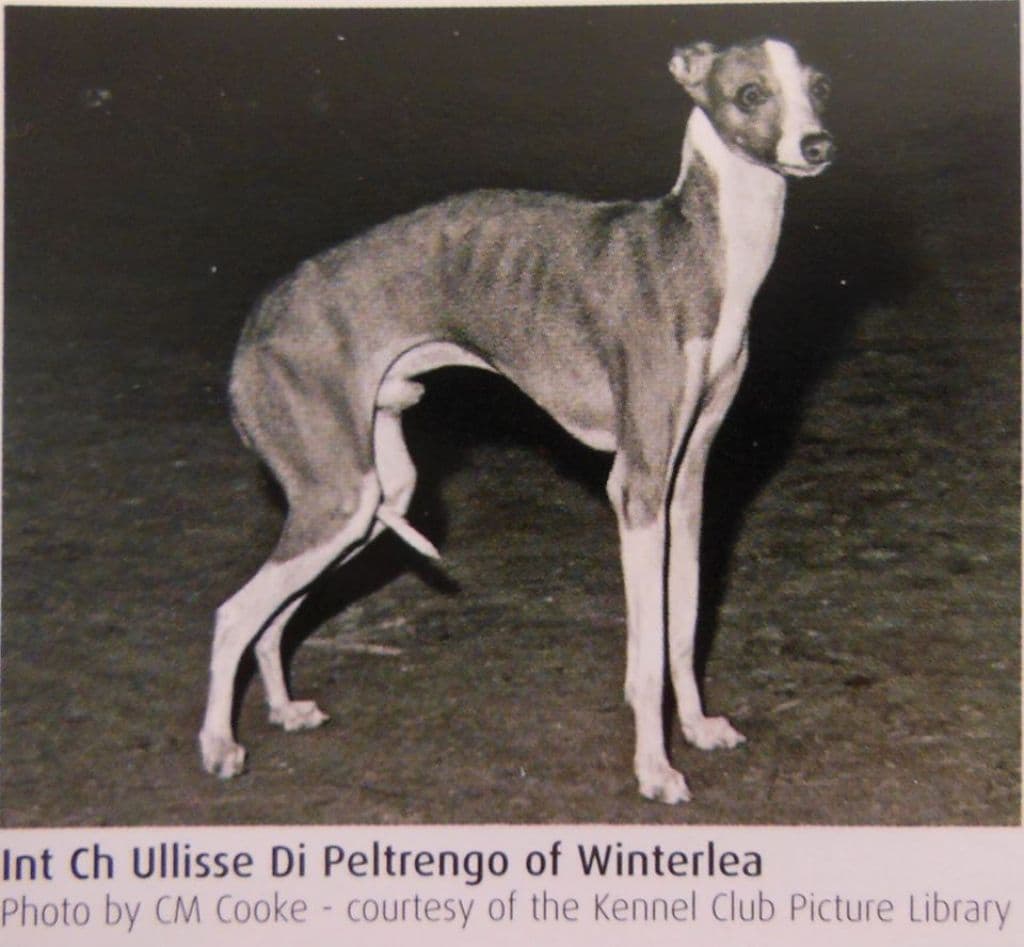 Ulisse Di Peltrengo Of Winterlea 1