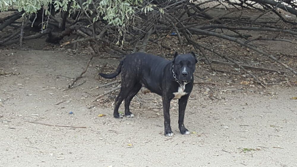 CINTHIA DE KING ZULU 1