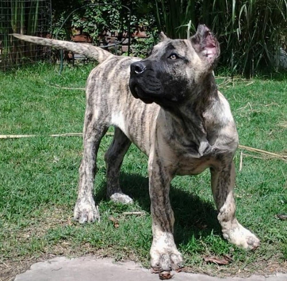 LIO DE RANCHO BRAVO 1