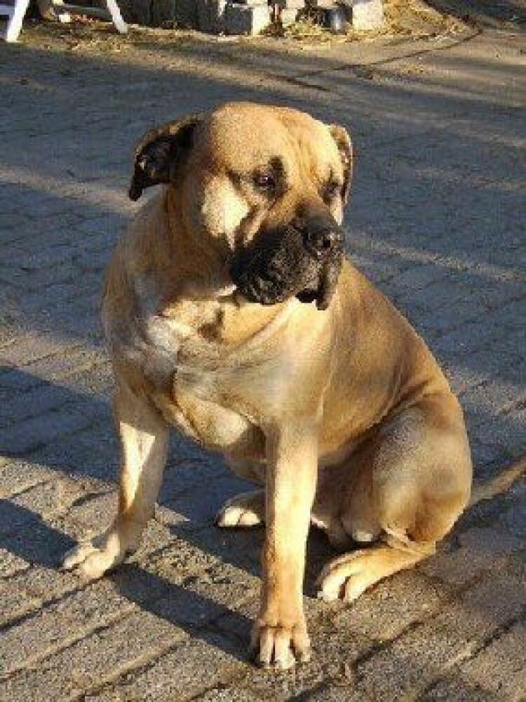 CAURON EL PERRO DIABLO 1