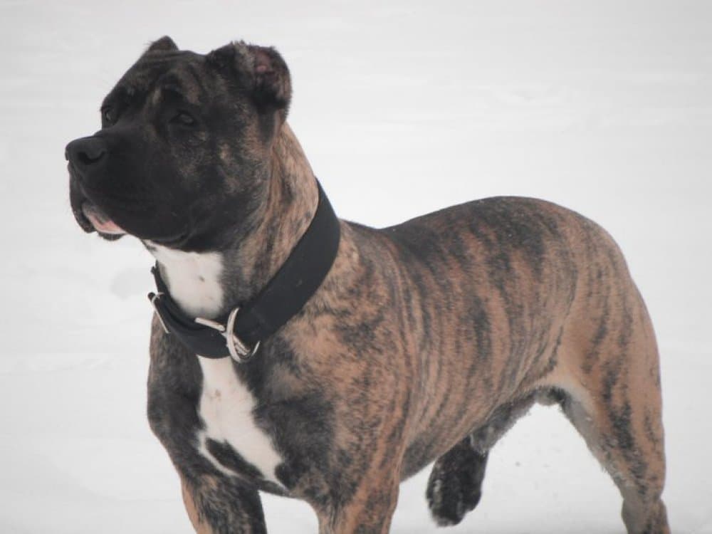 APOLLO DE CORDOGCAN 1
