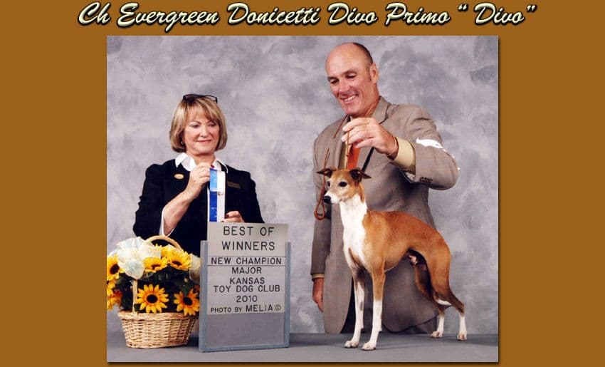 Evergreen's Donicetti DivoPrima 1