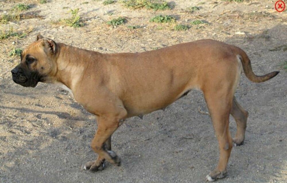 CAROL DE KING ZULU 1