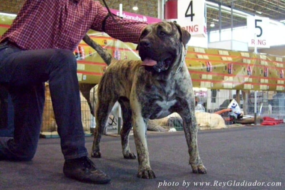 BALTO DE CRISDOCO 1