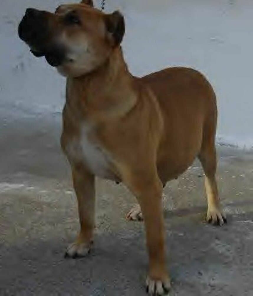 GUARDIAN ANGEL NALA II 1