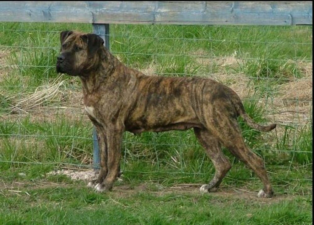 THORNEY ROGUE'S ANIKA 1
