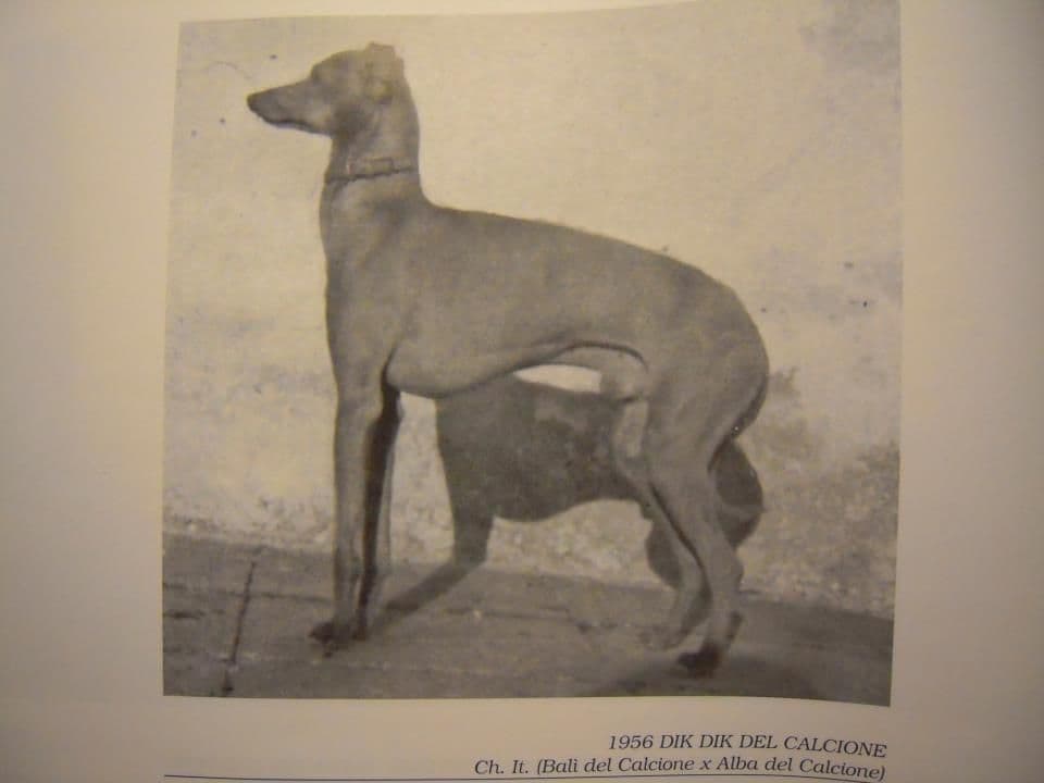 Dik Dik Del Calcione 1