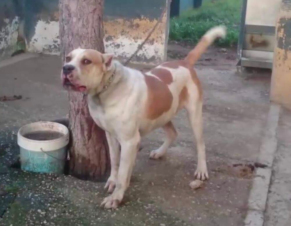 PEPE DE KING ZULU 1