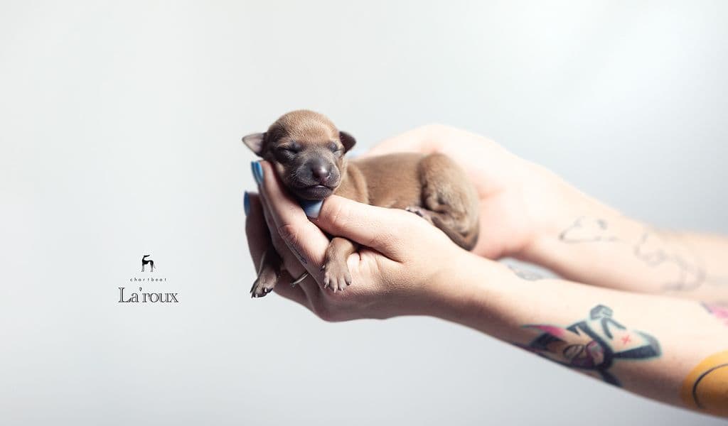 Chartbeat La'roux 1