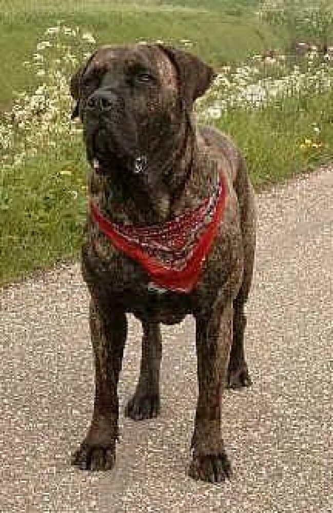 BALOU EL PERRO DIABLO 1