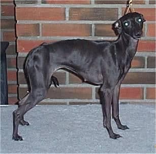 Dunrobin Rebecca 1