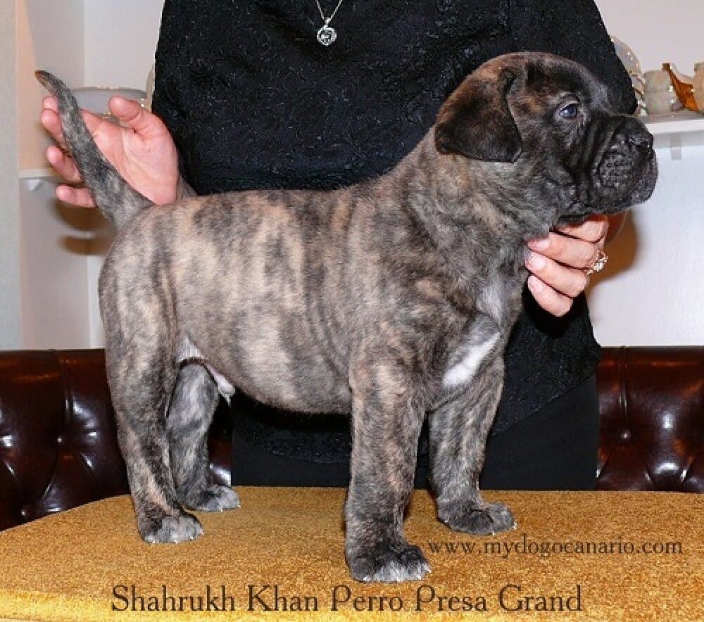 SHAHRUKH KHAN PERRO PRESA GRAND 1