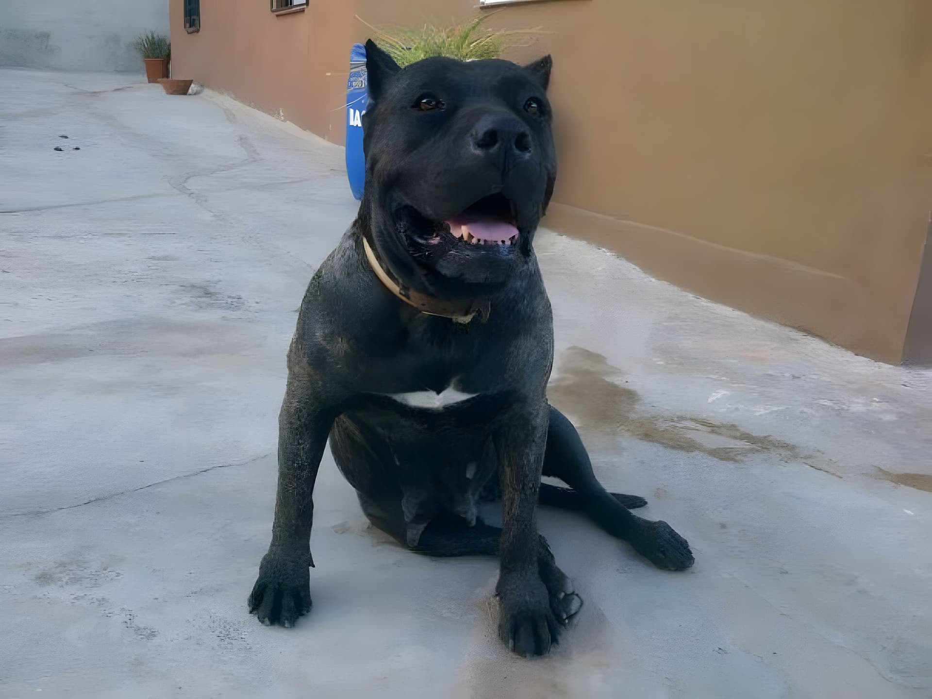 BRUJA DE LA DONACIO 1