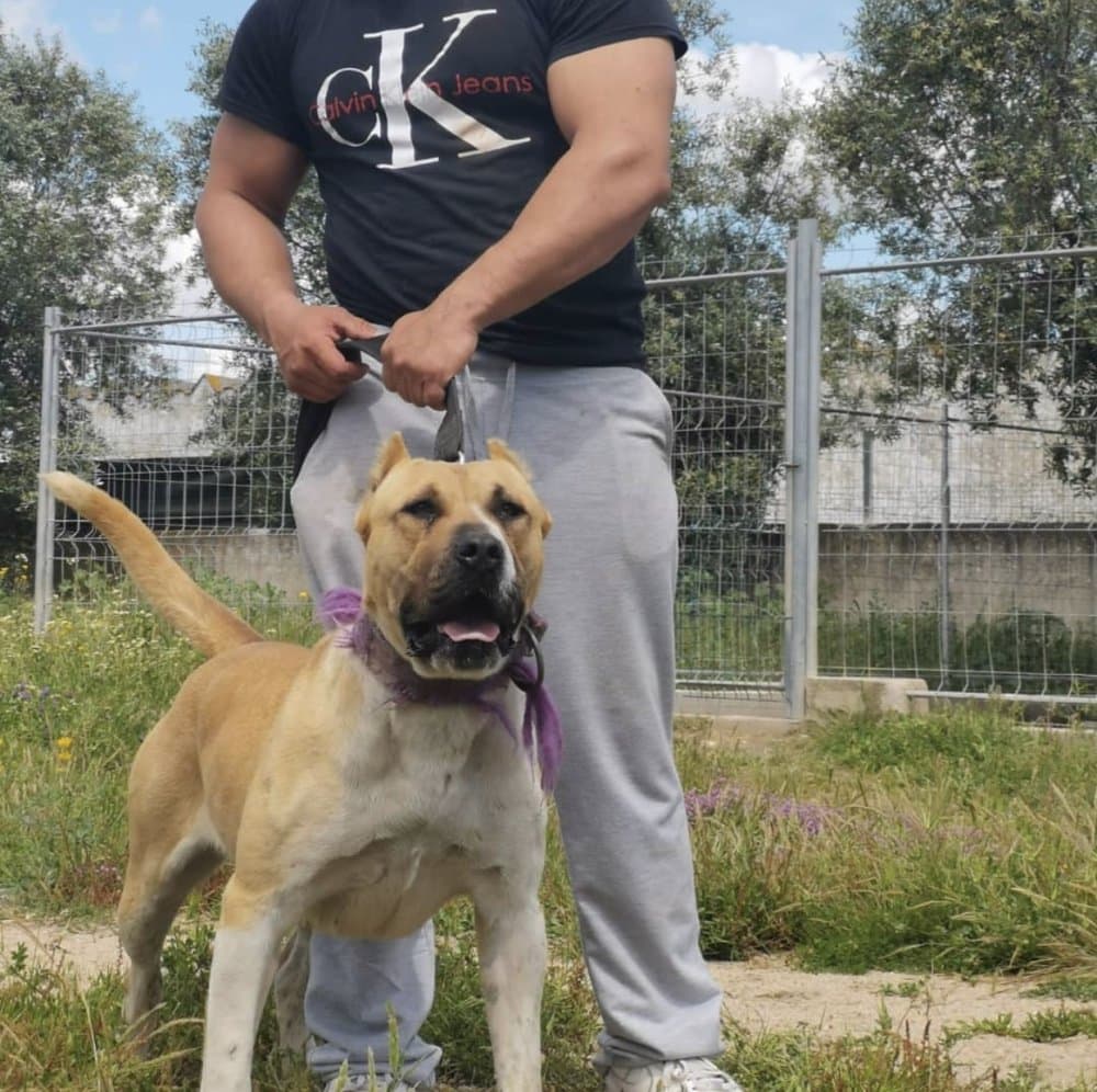 GRACIE DE SPARTA WILDBOYZ 1