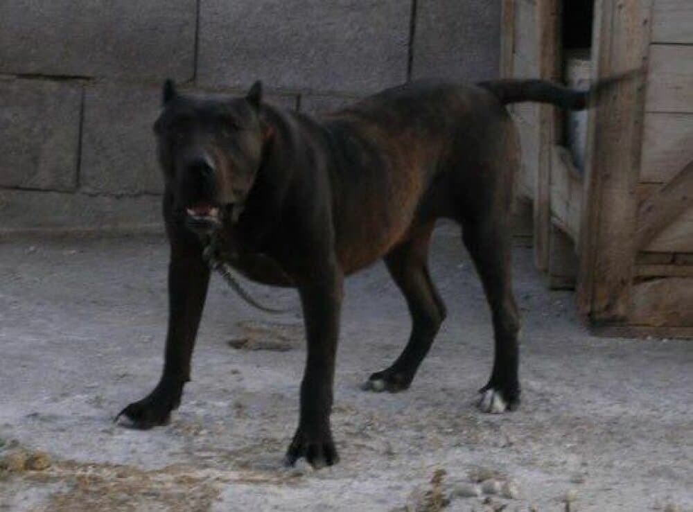 AKIRA DEL ZUMACAN 1