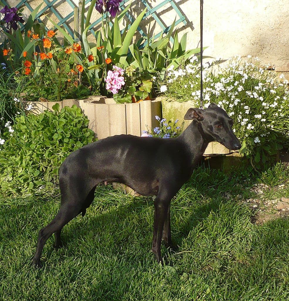 Black Star Du Manoir Des Ombreuses 1