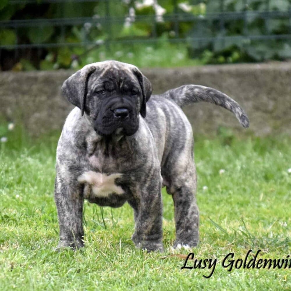 LUSY GOLDENWINGS 1