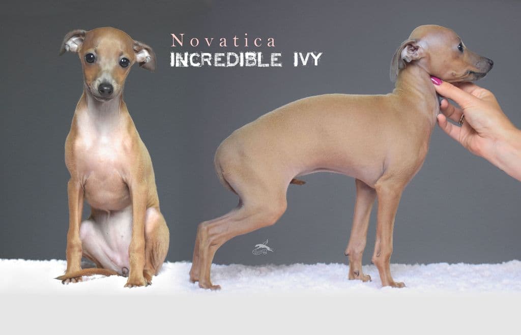 Novatica Incredible Ivy 1