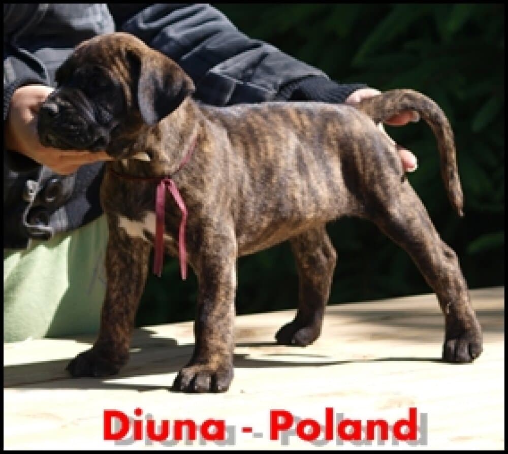 DIUNA NUESTRA SANGRE 1
