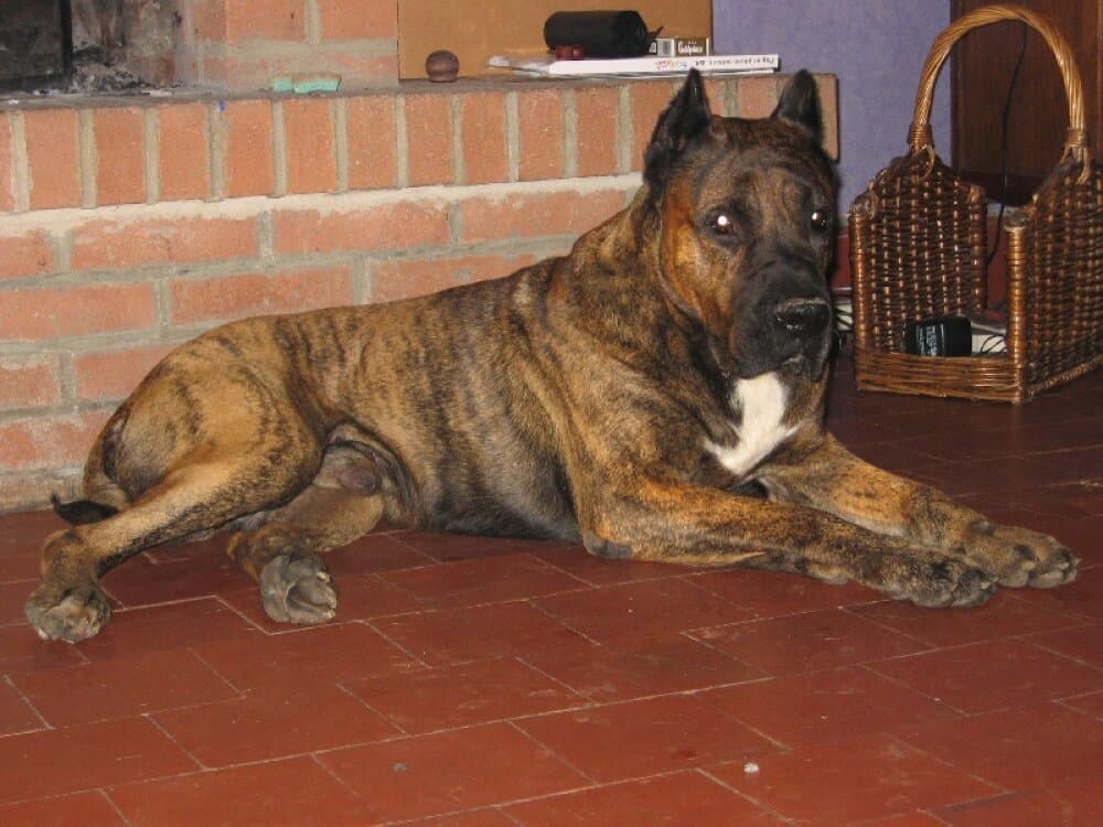 NORO DE CASA DEL PRESA (RENO) 1