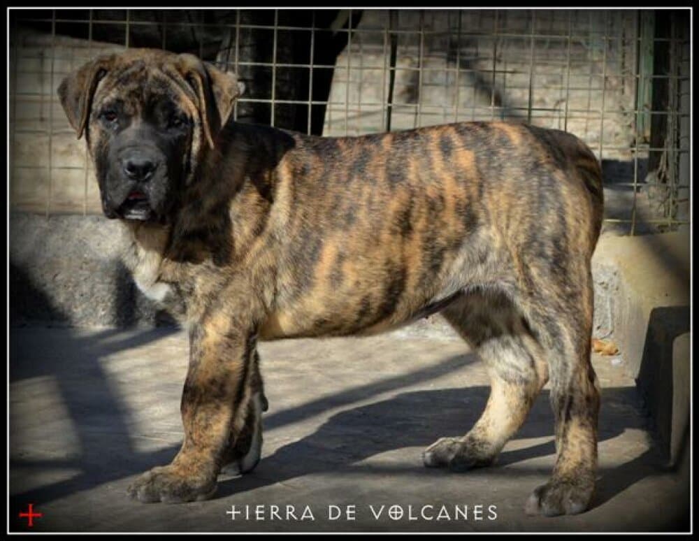 MARUKA DE TIERRA DE VOLCANES 1