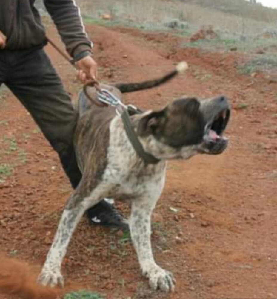 ROKE DE MATANZA 1