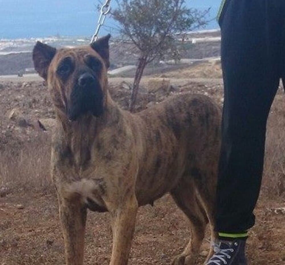 TULA DE CIELO DE CANARIAS 1