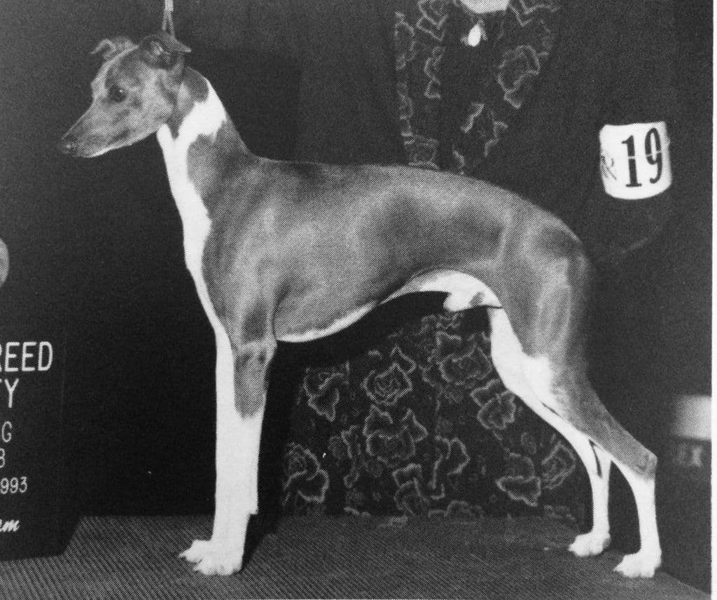 Silver Bluff Donzi Di Grazia 1