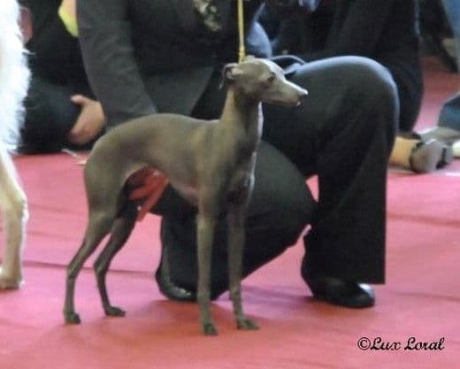 Lux Loral Letizia Lucianna 1