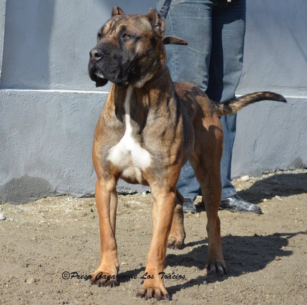 LEONA DE LINEA M 1