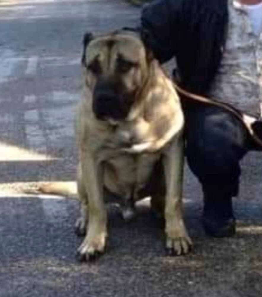 TORBO DE KING ZULU 1