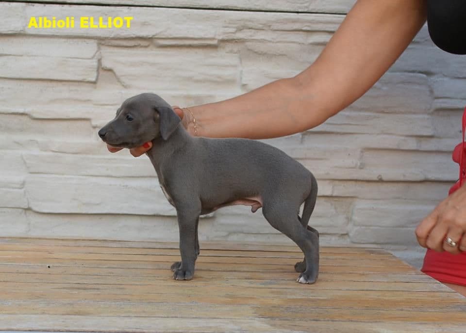 Albioli Elliot 1