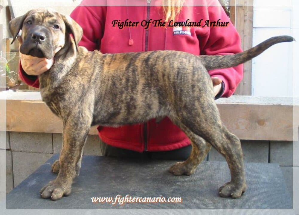 FIGHTER OF THE LOWLAND ARTHUR 1