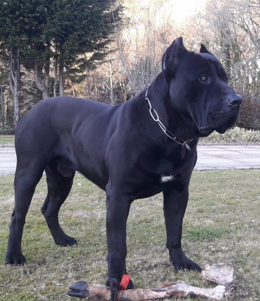 ROKO DE LOS MENCEYES 1