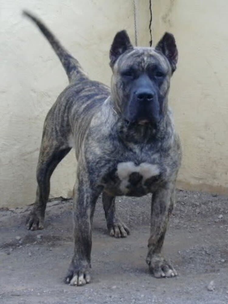 CROM DE LA JACHA 1