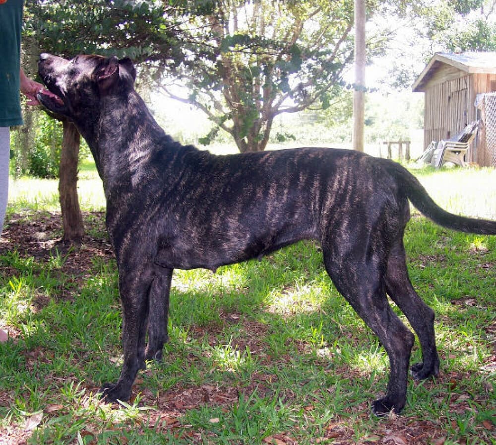 PICTURE PERFECT LADY DYNASTY 1