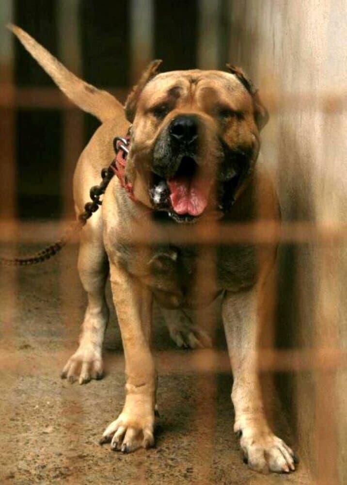 OSO DE PERRO DE LA TIERRA 1