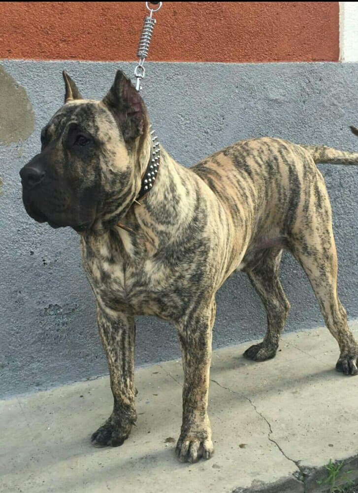 WALTER DE CIELO DE CANARIAS 1