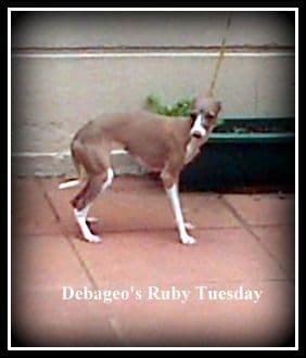 Debageo Ruby Tuesday 1