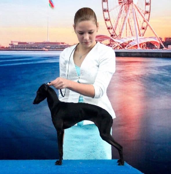 Zhemchuzhina Dona Dior For House Of Hounds 1