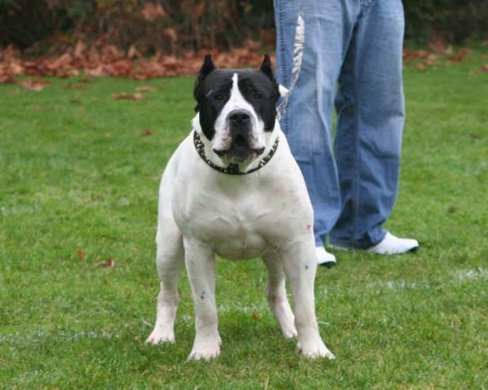 BANDIT DE LEXA ESTATE GUARDIAN 1